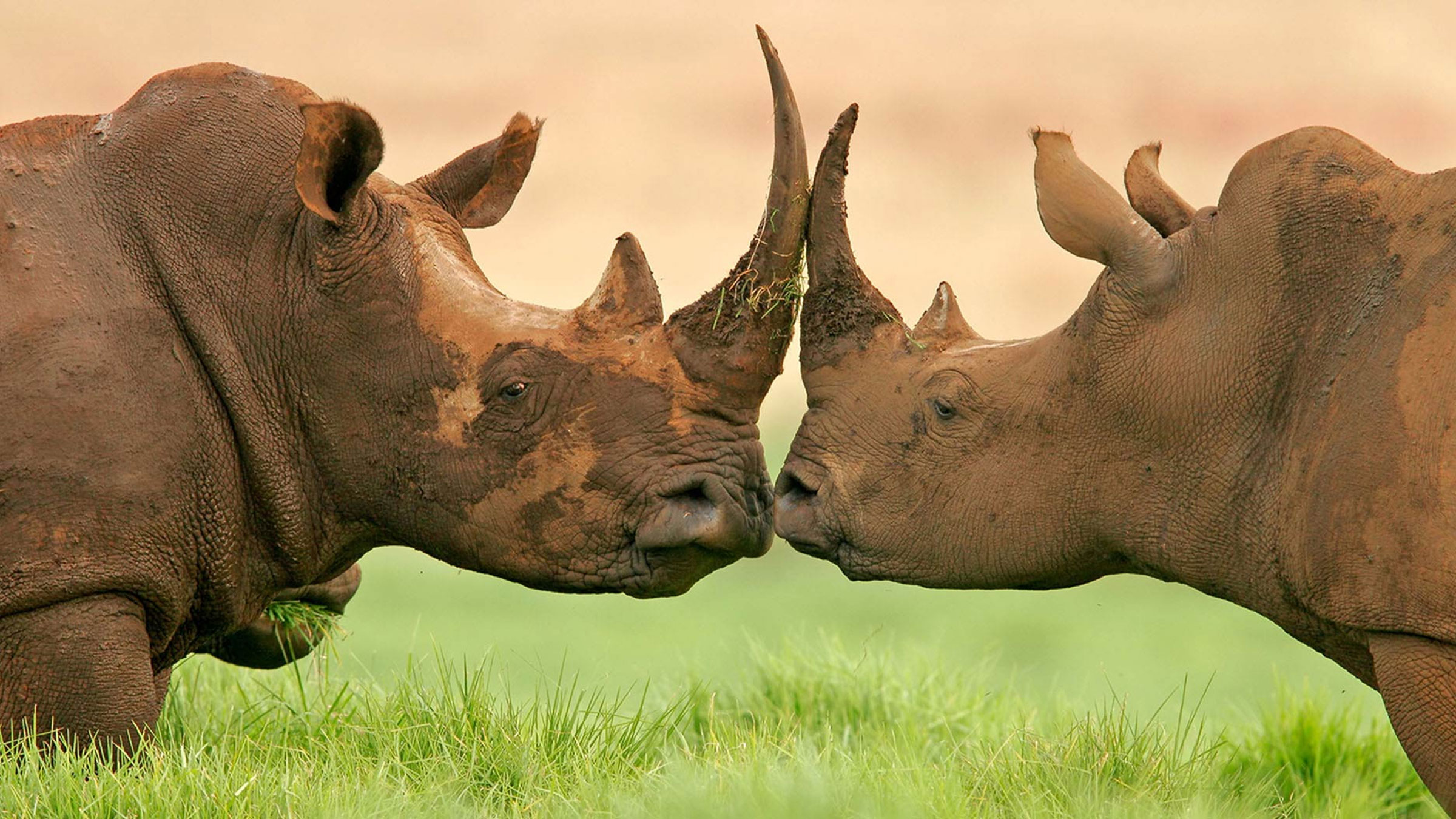 Sussi and chuma vic falls Honey moon safaris hero